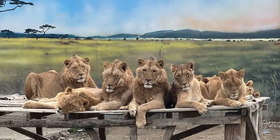 Wycieczka do Krainy Lwów w Side: Rodzina Lwów, Pokaz Fok i Przygoda w Zoo