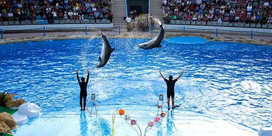 Wycieczka na Pokaz Delfinów w Alanyi: Spektakularny Występ w Aksu Dolphinarium