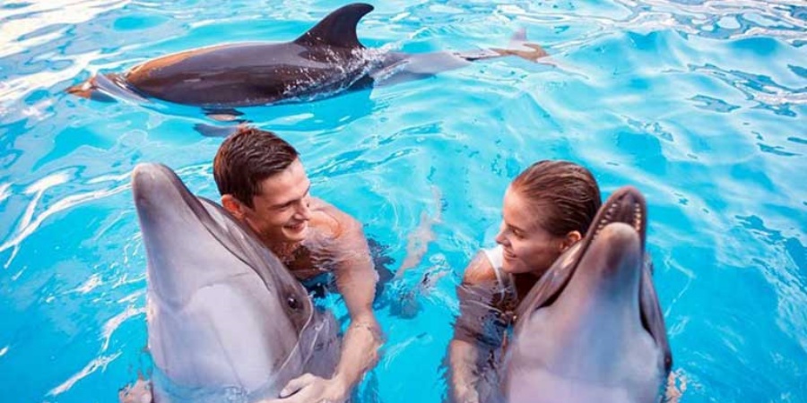 Pływanie z delfinami w Antalya Aksu Dolphinarium Spotkania i Pokazy