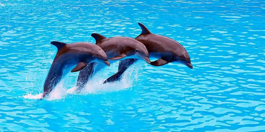 Terapia z delfinami w Side