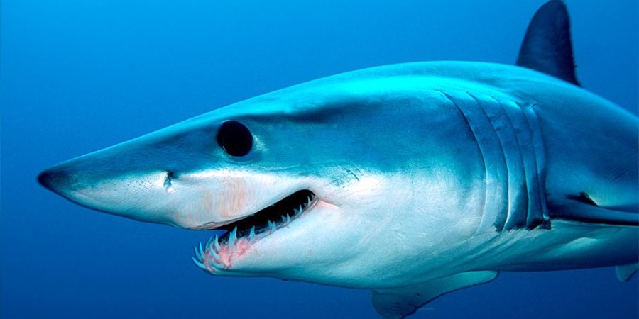 Wycieczka do Akwarium z Side: Zanurz się w Podwodnych Cudach Antalyi z Wycieczkami z Side